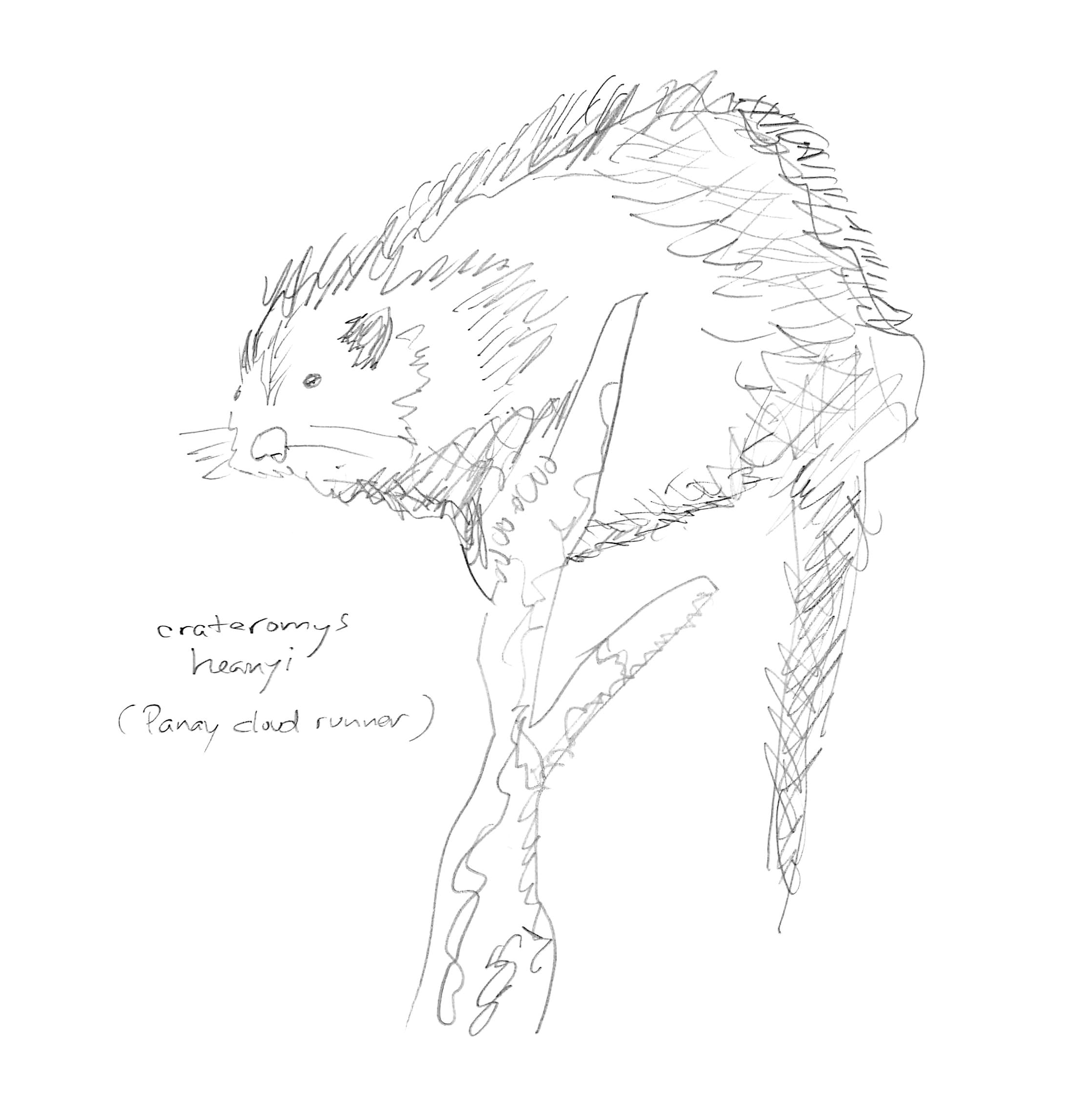 Copyright free Tree Rat